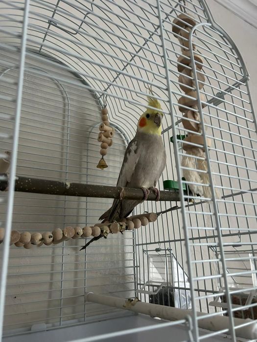 Продаю срочно попугай