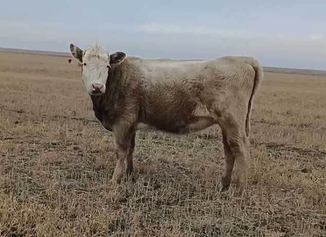 Продаются тёлки в упитанном состоянии.