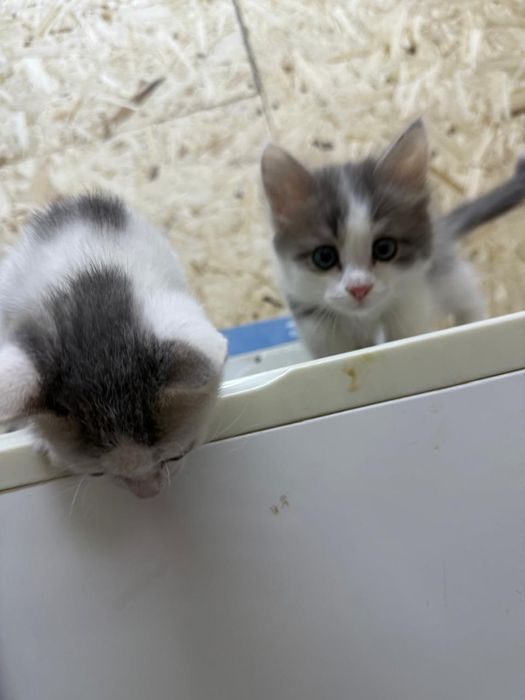 Продам котята.   .