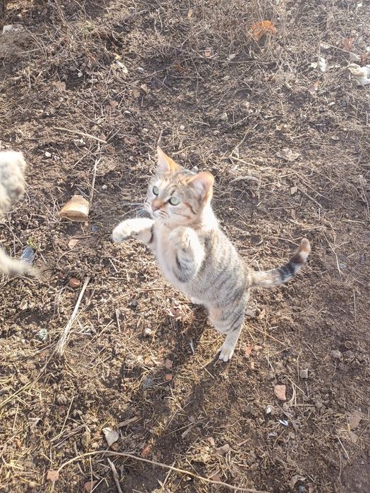 Подарявам женско коте