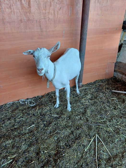 Срочно.  Сутти ешкилер сатылады.