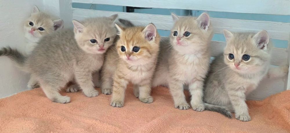 Котята  британские шиншиллы