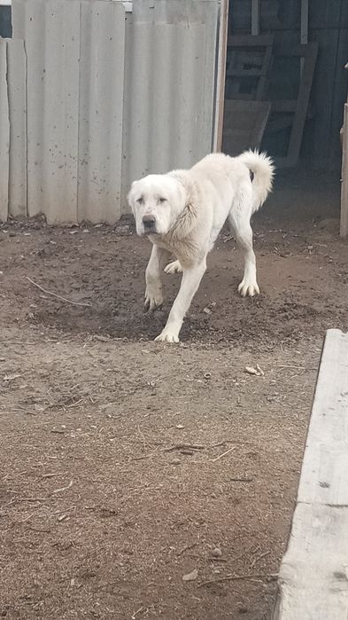 Сабак Алабай Продам