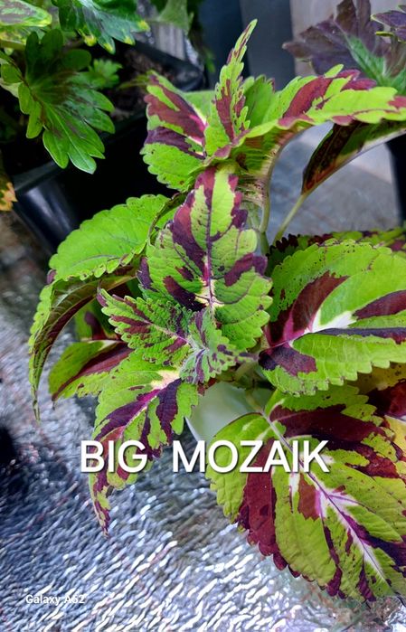 КОЛЕУСЫ. Листай карусель