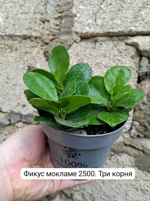 Фикус мокламе...