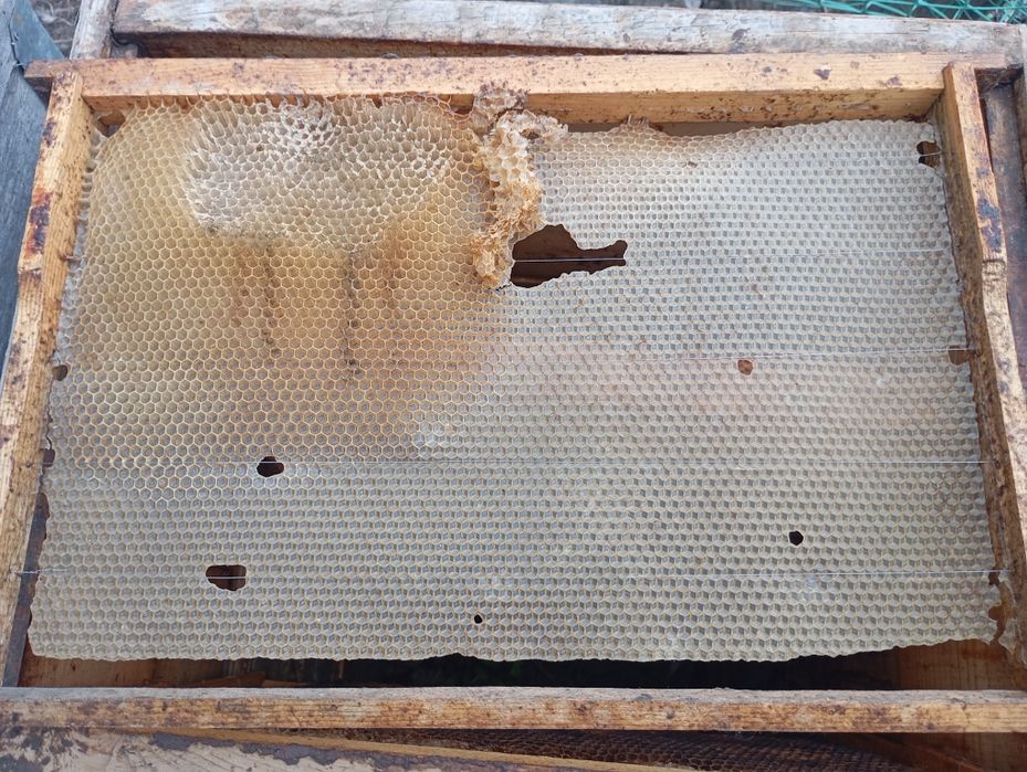 Рамки для улей пустые и с сотами