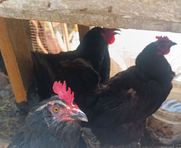 3ta qora Hashaki makyonlar sotiladi tuxumda