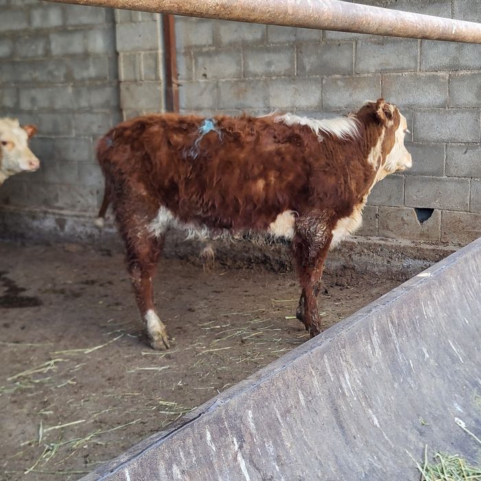 Продам 10 голов бычков