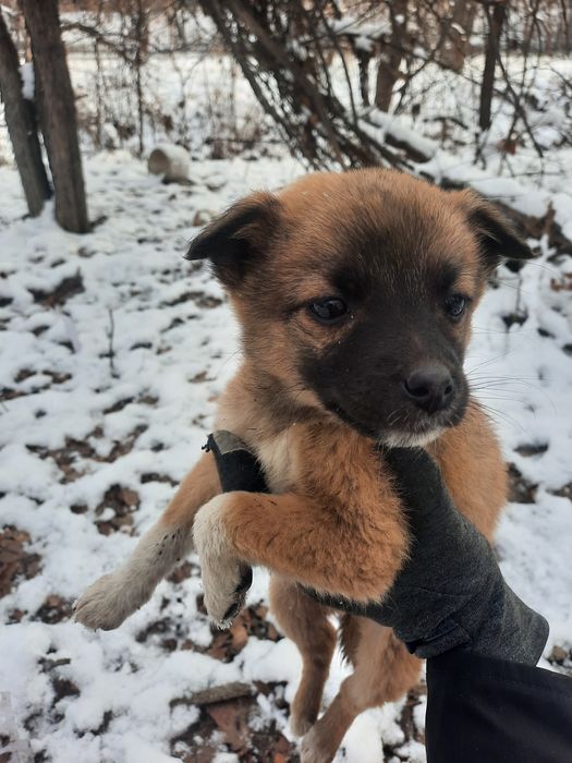 Щеночек в добрые руки