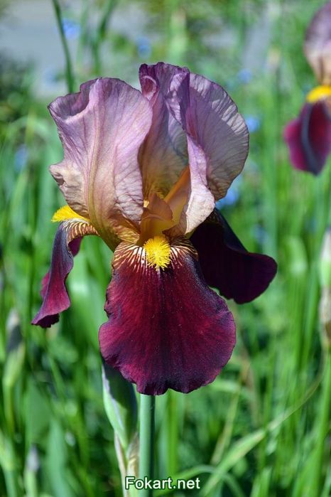 Продам корни ирисов