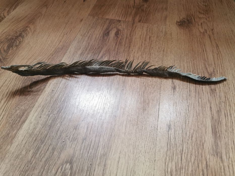 Creastă Igoana Salbatica