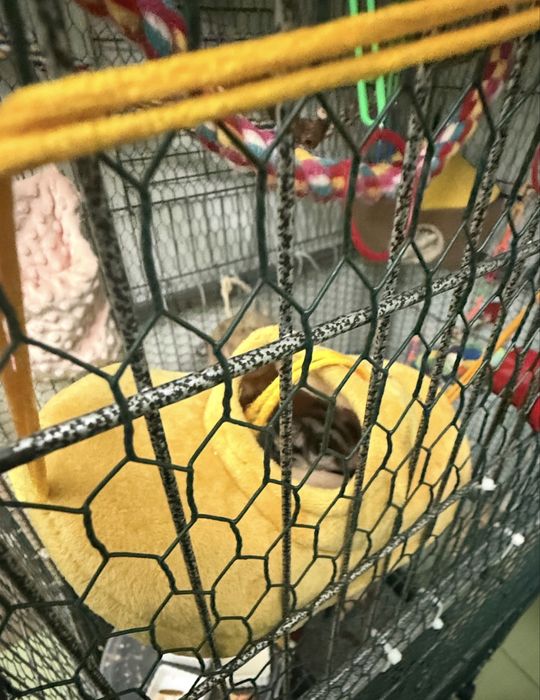 Vand sugarglider