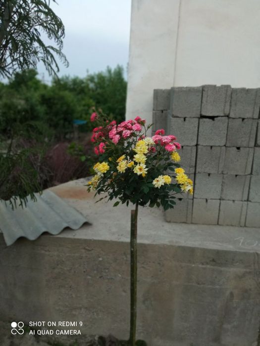 Штампвые роза турли рангларда