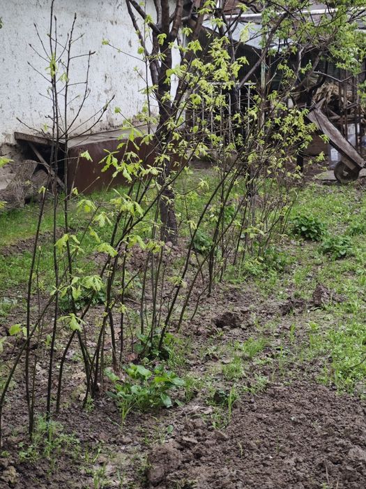 Дерево Дуб высота 1.5метр