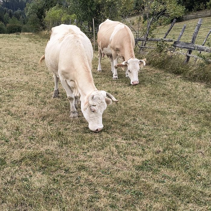 Vaca de vânzare cu lapte