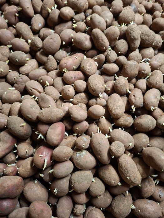 Vand cartofii germinatia ll-a