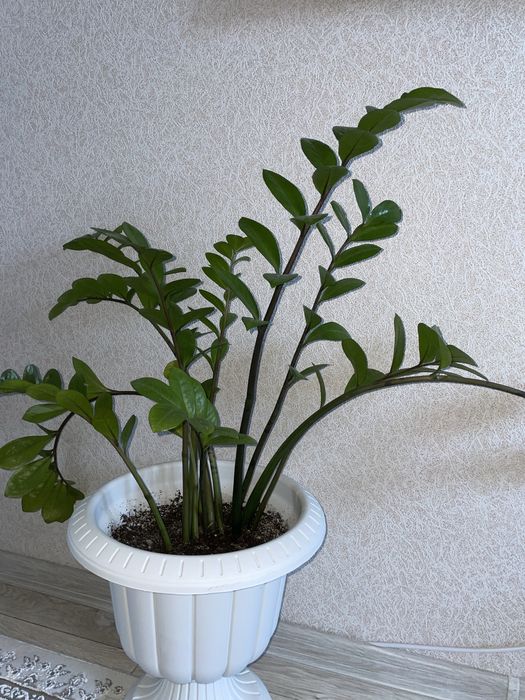 Домашнее растения