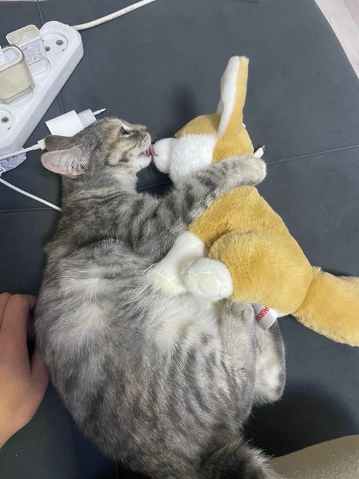 Домашняя кошка даром