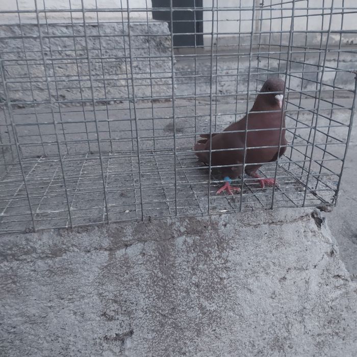 Красный самец лет с игрой