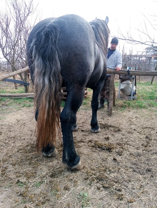 Armăsar Percheron pentru monta