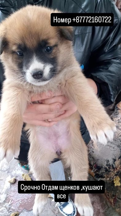 Срочно Отдам щенков