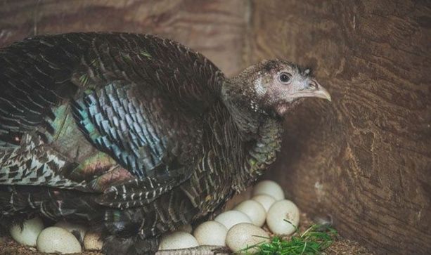 Индюшка наседка живой инкубатор