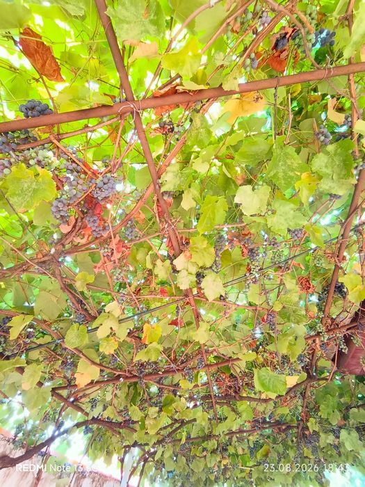 Vând struguri pentru vin sau țuica