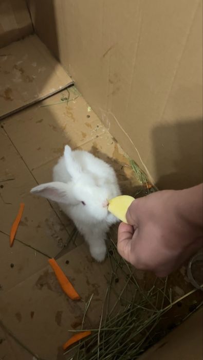 Продам декоративного кролика