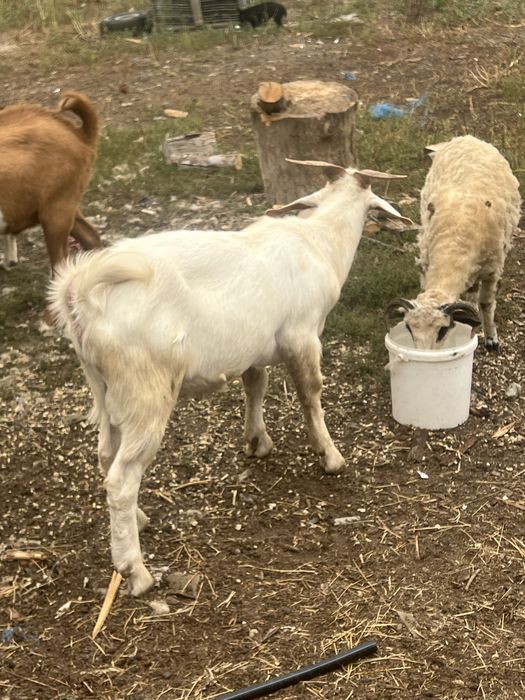 Vand doi tapi  buni de tinut sau schimb cu oi