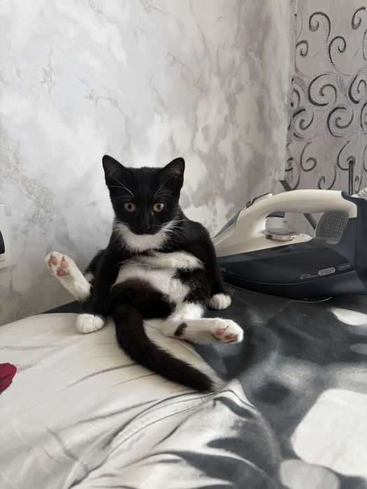 отдам котенка в добрые руки.