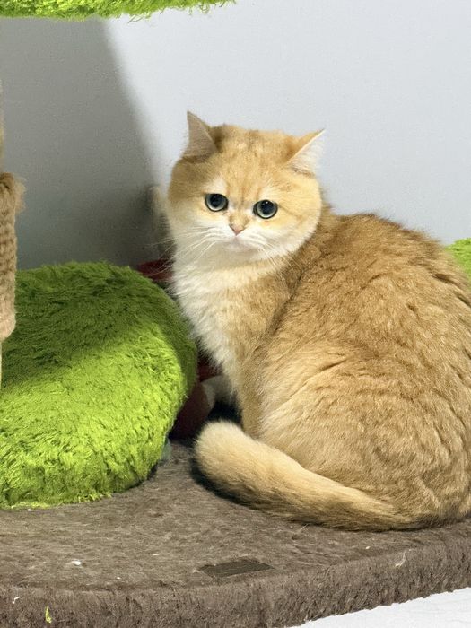 На продаже привозная кошка