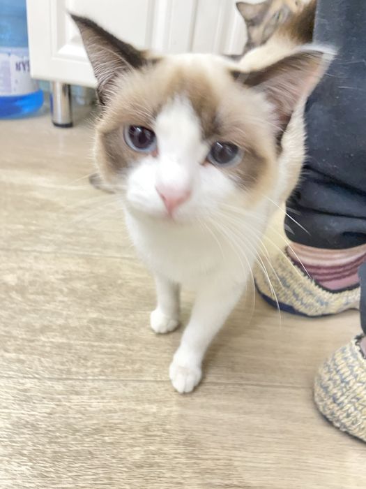 Отдам кошку,в добрые руки