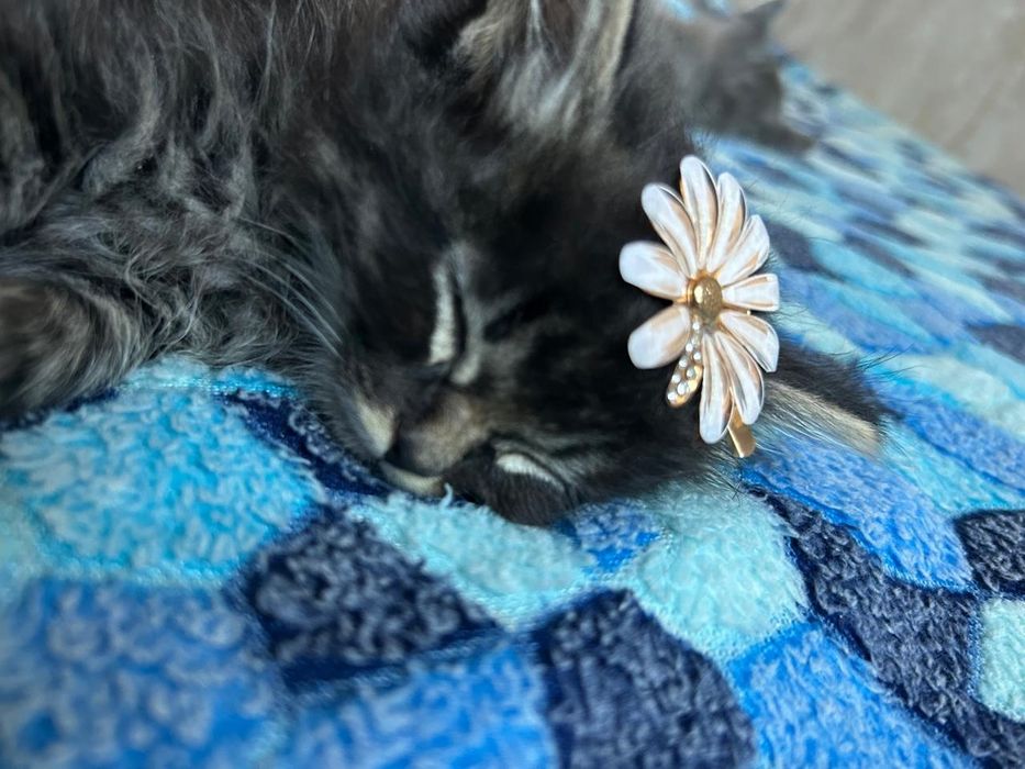 Отдам котят бесплатно