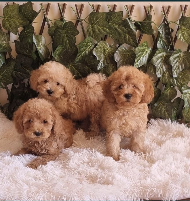 Той Пудел Toy Poodle