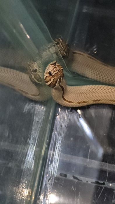 Свиноносый уж Hognose snake