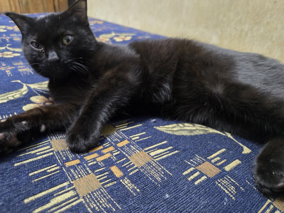 Котёнок веслоухий