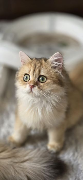 Fetita british longhair