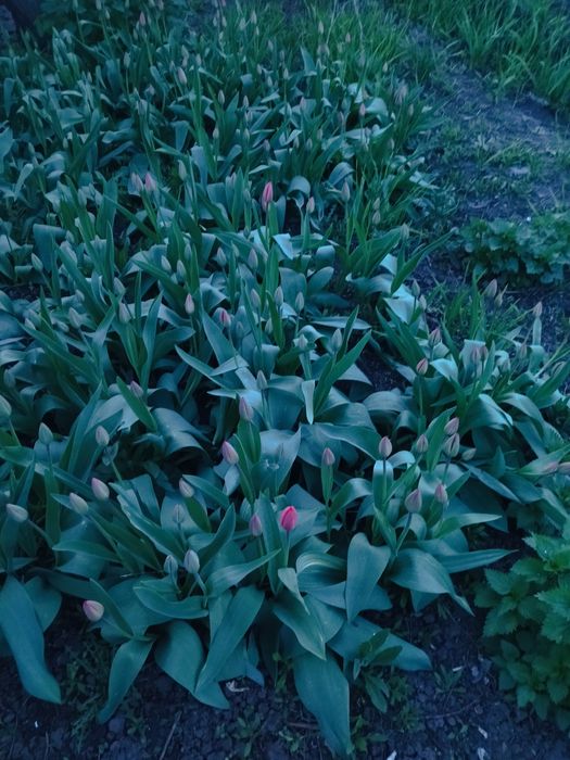 Продам цветы тюльпаны