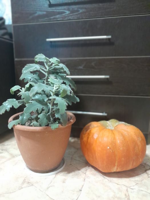 Сингониум ,толстянка