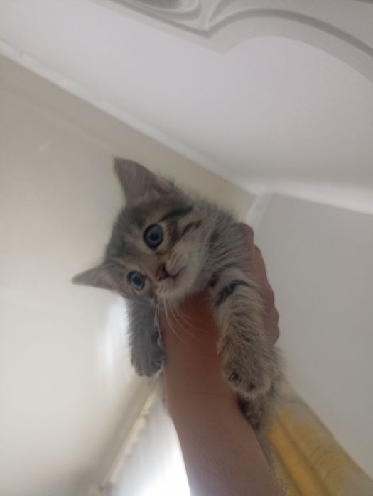 Мысык котенок бксплатно