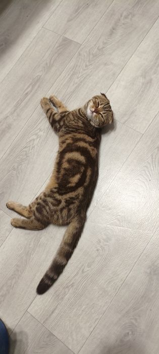 Пропала  КОШКА!!!