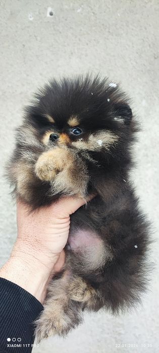 Померан померанче