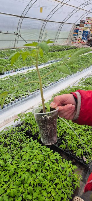 Разсад домати краставици