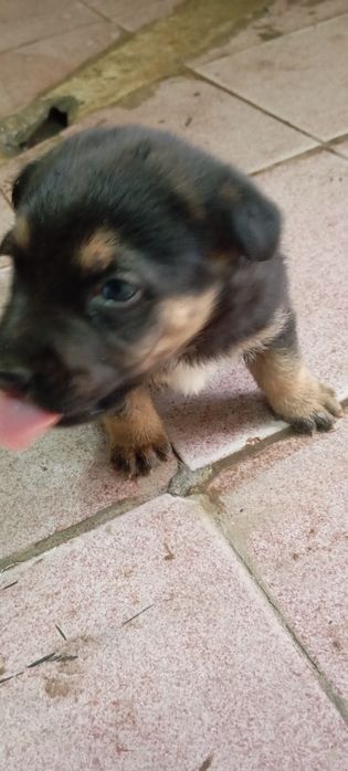 Ratfeler kuchugi sotiladi