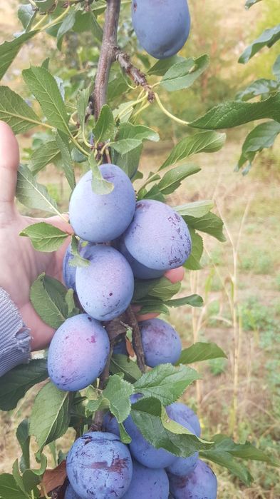„Сливи СТЕНЛИЕЙ 32+ мм | 0,40 €/кг | ЕДРИ И СОЧНИ | Транспорт“