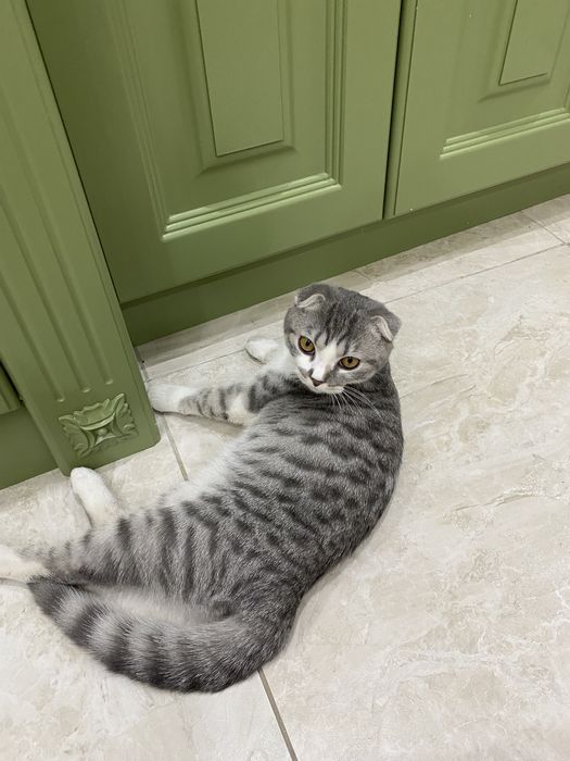 Кошка вислоухая скотиш фолд