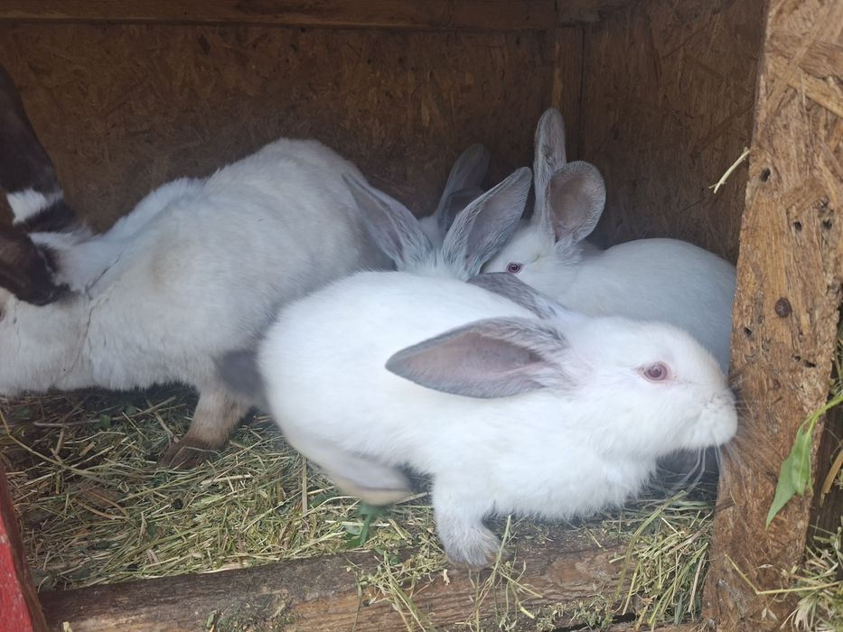 Vand 9 iepuri 6 săptămâni