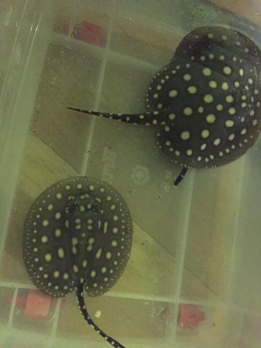 Продам Скатов Леопольди