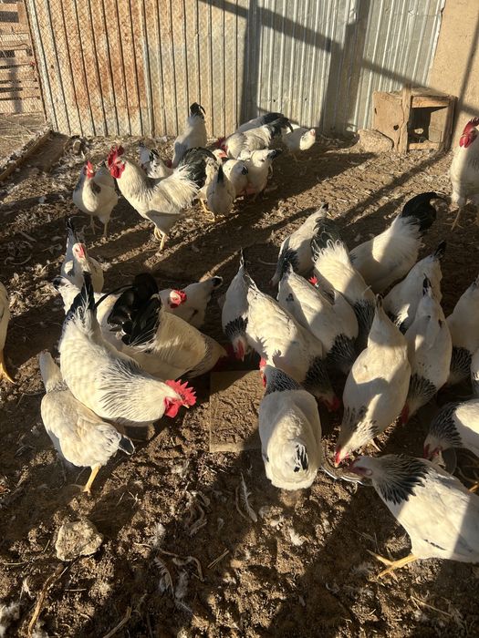 Адлер қораз таза қанды Петух