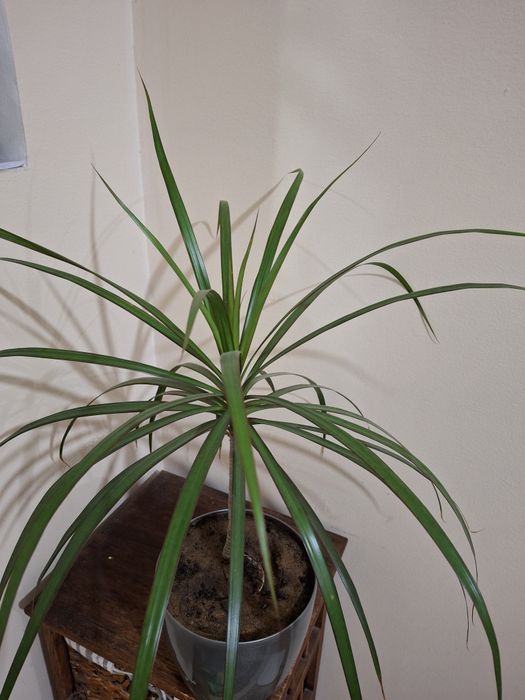 Комнатная драцена